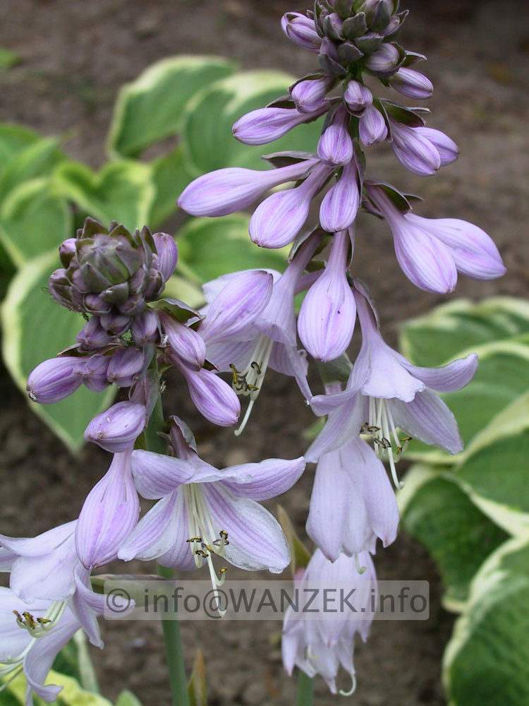 Hosta Hybride Wide Brim 03.jpg